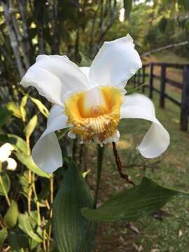 Image of Sobralia chrysostoma Dressler