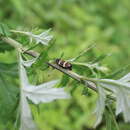 Image of Cosmoscarta mandarina Distant 1900