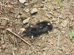 Image of Blind Mole