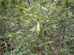 Image of Correa glabra var. leucoclada (Lindl.) Paul G. Wilson