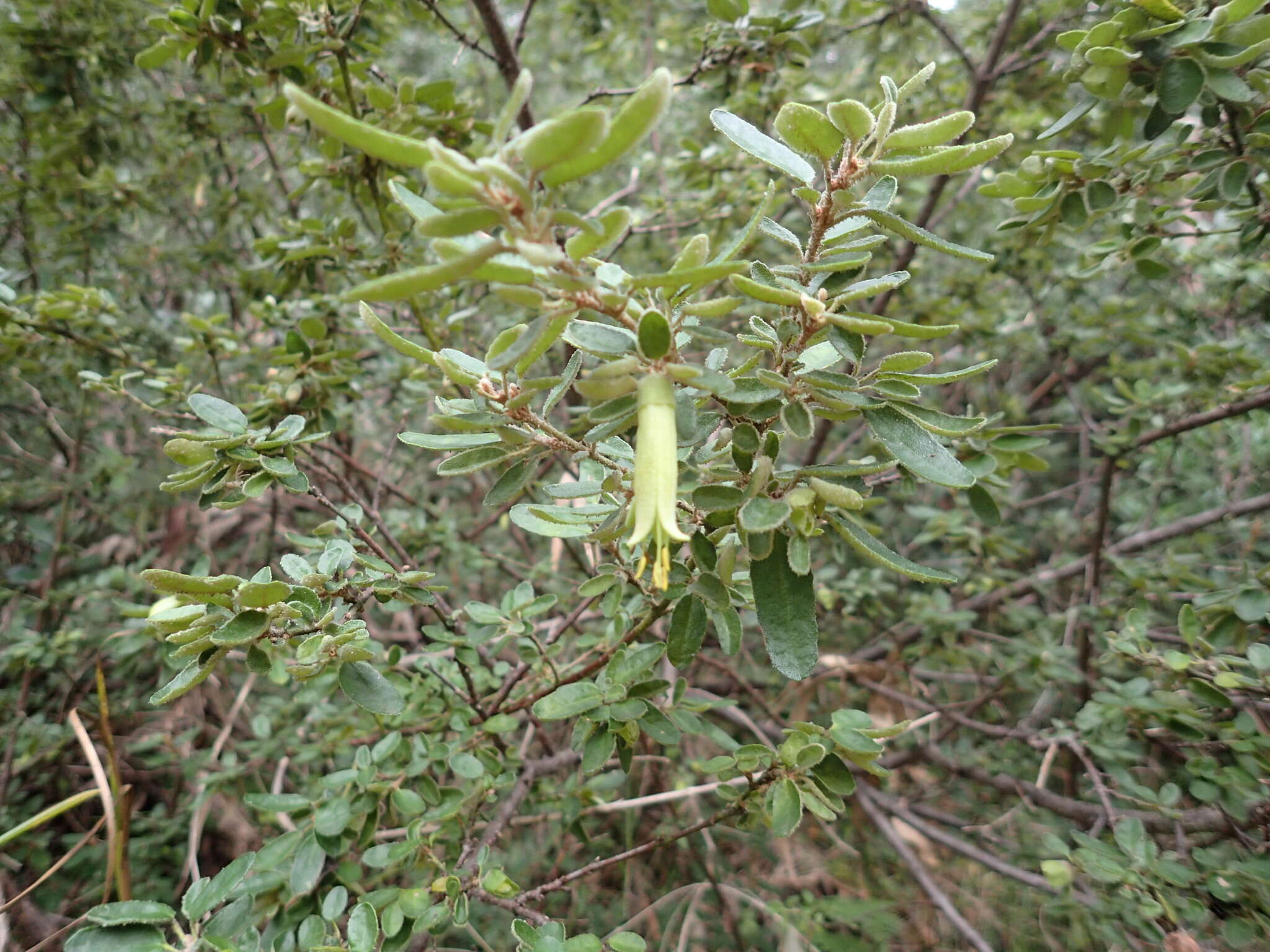 صورة Correa glabra var. leucoclada (Lindl.) Paul G. Wilson