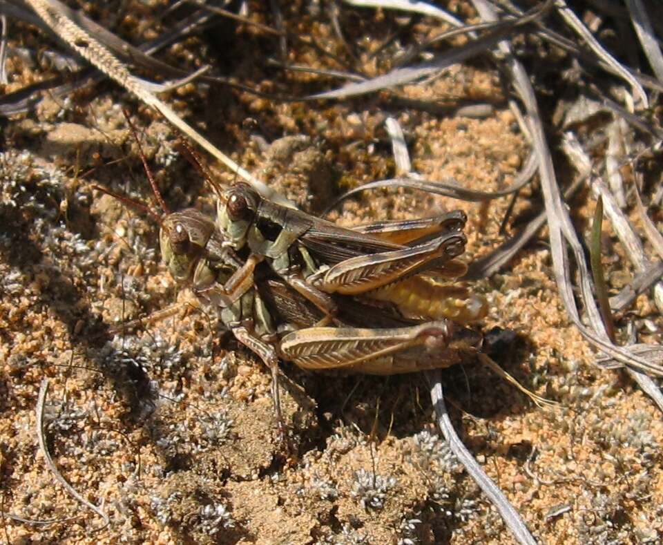 Melanoplus confusus Scudder & S. H. 1897的圖片