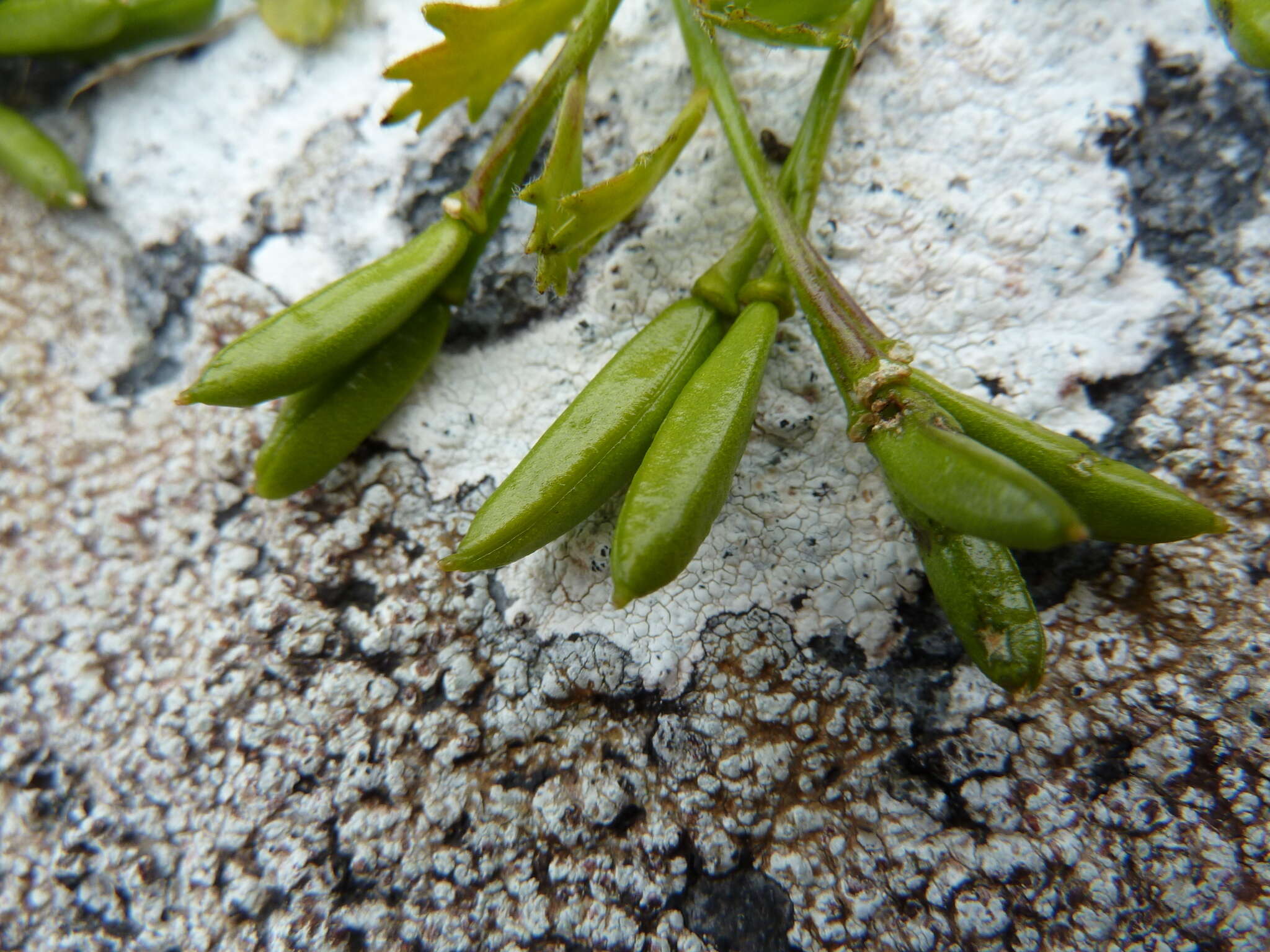 Imagem de Pachycladon crenatus