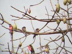 Image of Rosy Bee-eater