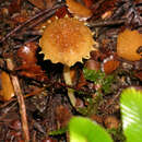 صورة Inocybe scabriuscula E. Horak 1978