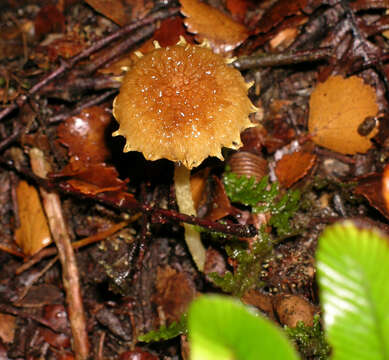 صورة Inocybe scabriuscula E. Horak 1978