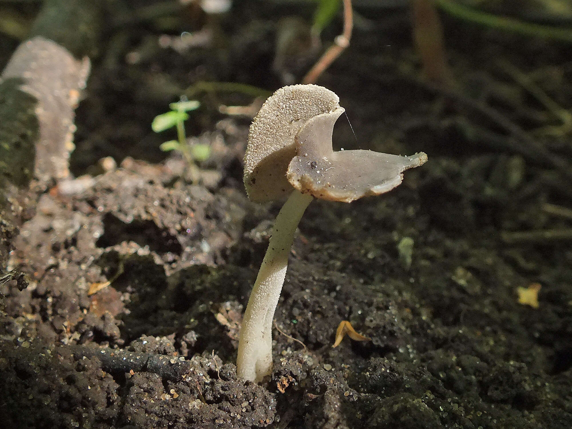 Imagem de Helvella ephippium Lév. 1841