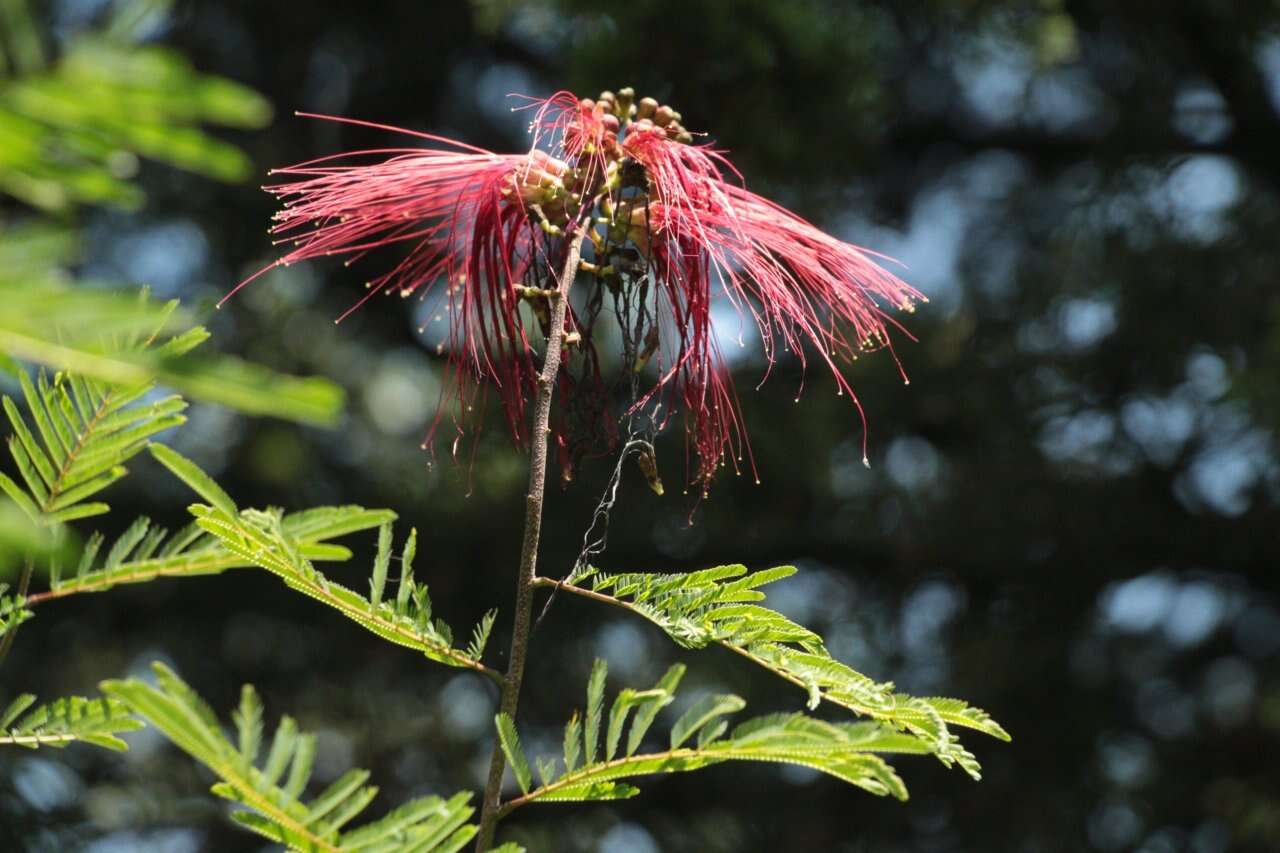 Image of Calliandra houstoniana var. anomala (Kunth) Barneby