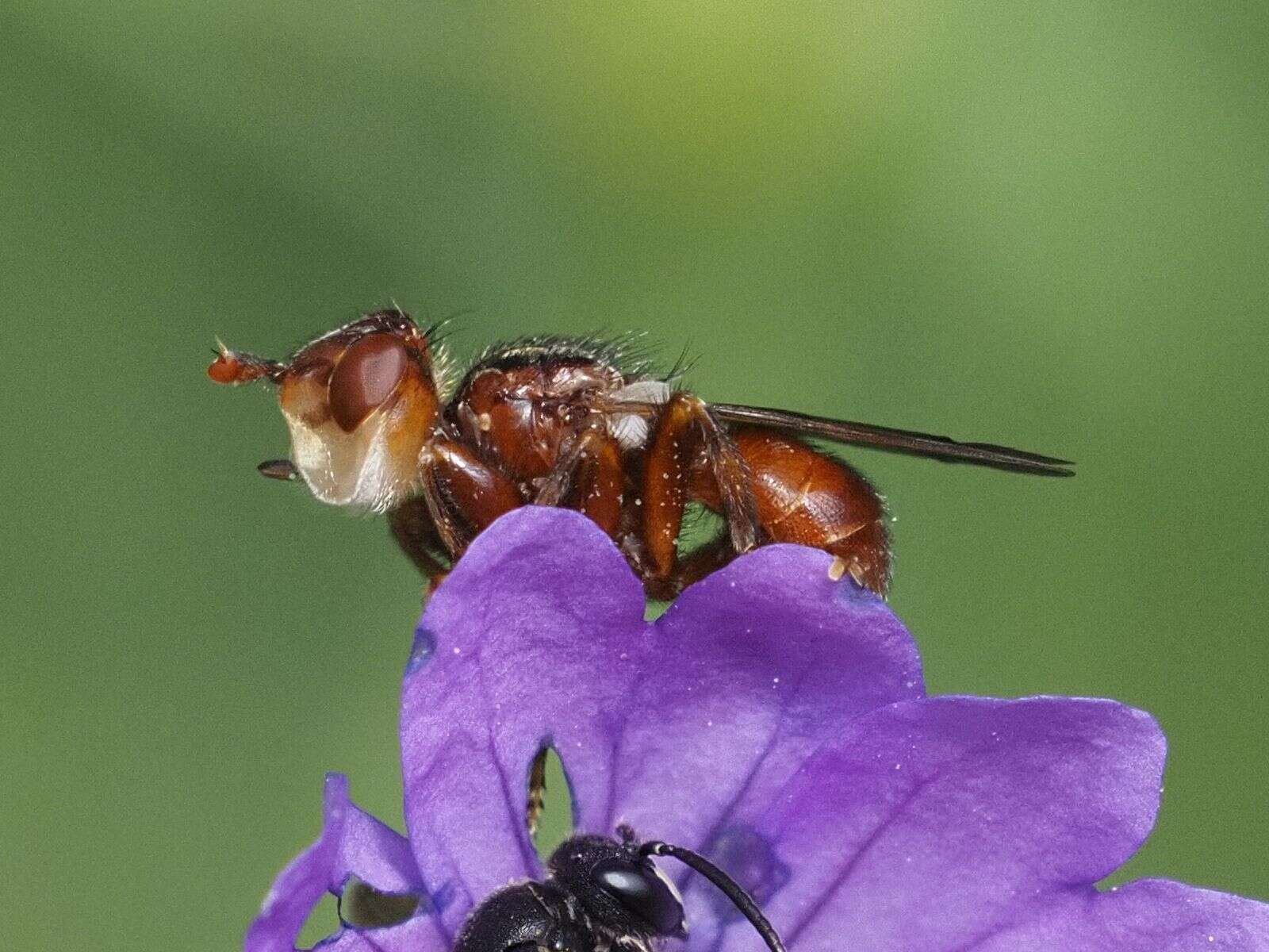 Image of Myopa buccata (Linnaeus 1758)