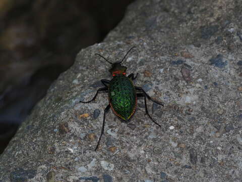 Image of Carabus (Coptolabrus) lafossei Feisthamel 1845