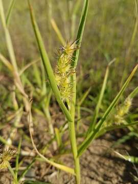 Image of mat sandbur