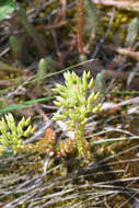 Image of European stonecrop