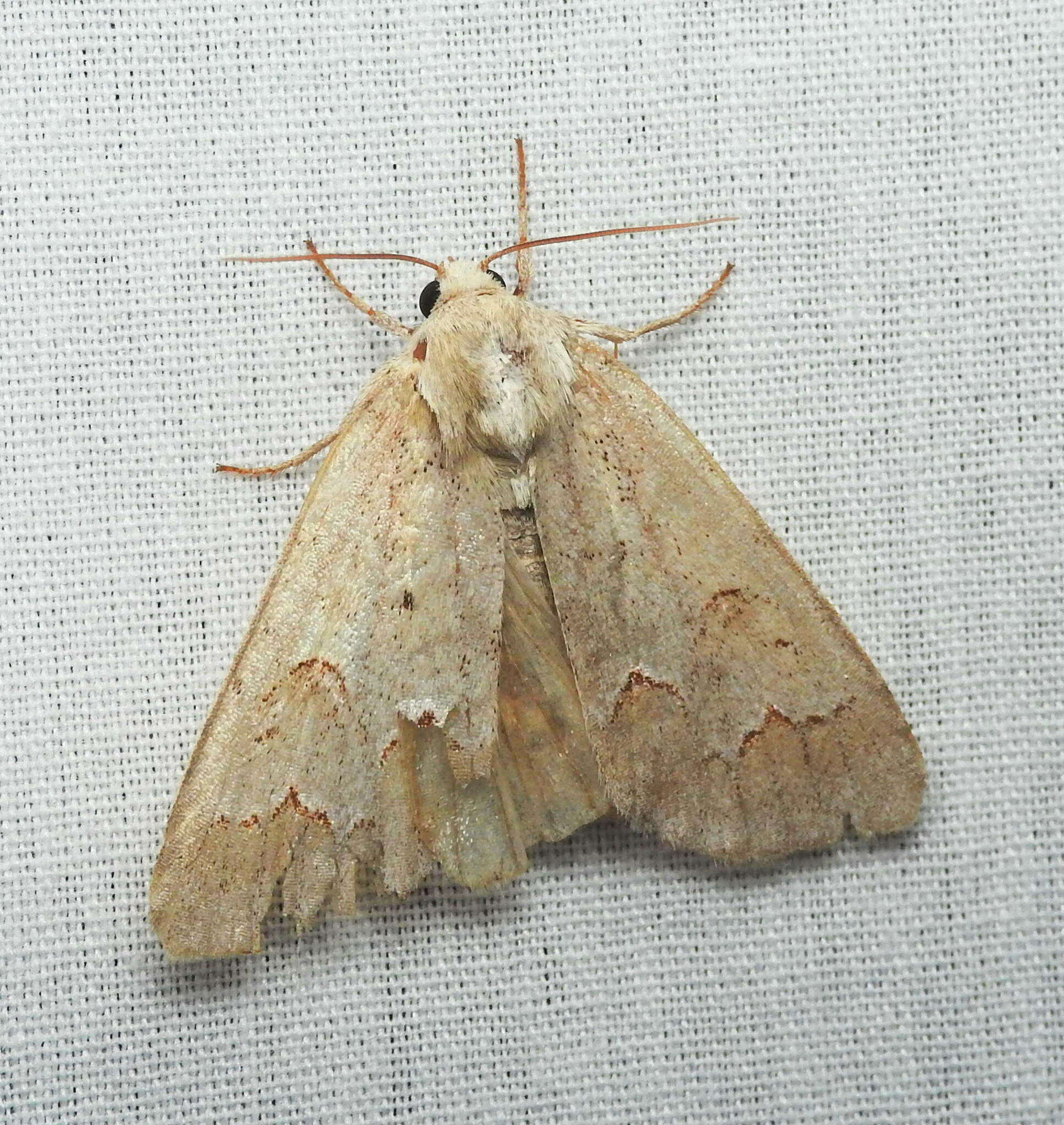 Image of Birch Dagger Moth