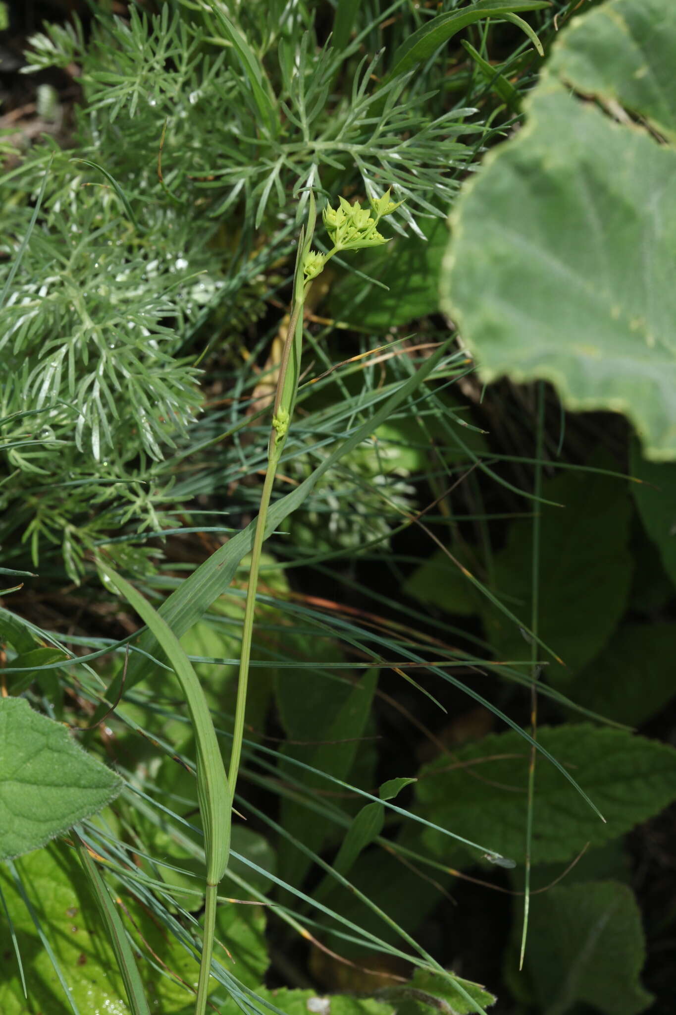 Bupleurum polyphyllum Ledeb. resmi