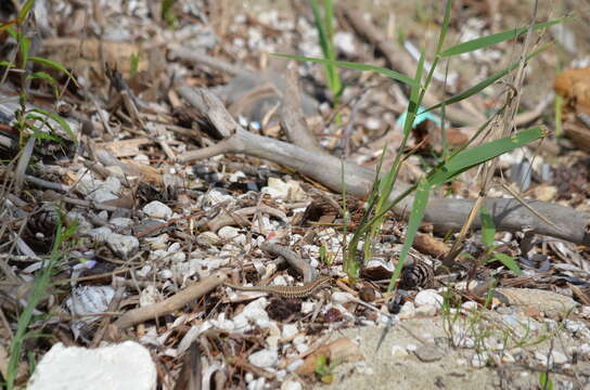 Image of Erhard's Wall Lizard