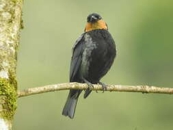 Image of Silver-backed Tanager