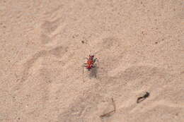 Image of Beautiful tiger beetle