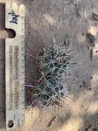 Plancia ëd Sclerocactus cloverae K. D. Heil & J. M. Porter