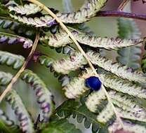 Sivun Stoiba flavicollis (Klug 1829) kuva