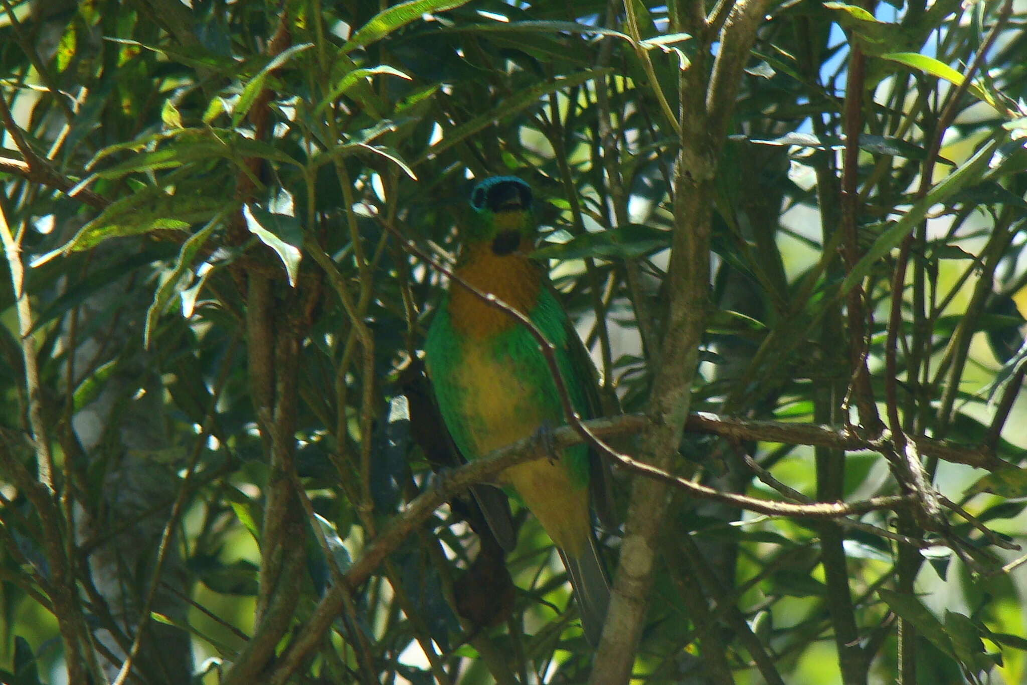 Image of Brassy-breasted Tanager