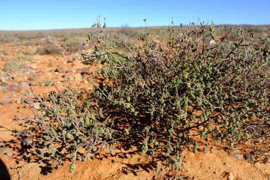 Imagem de Drosanthemum curtophyllum L. Bol.