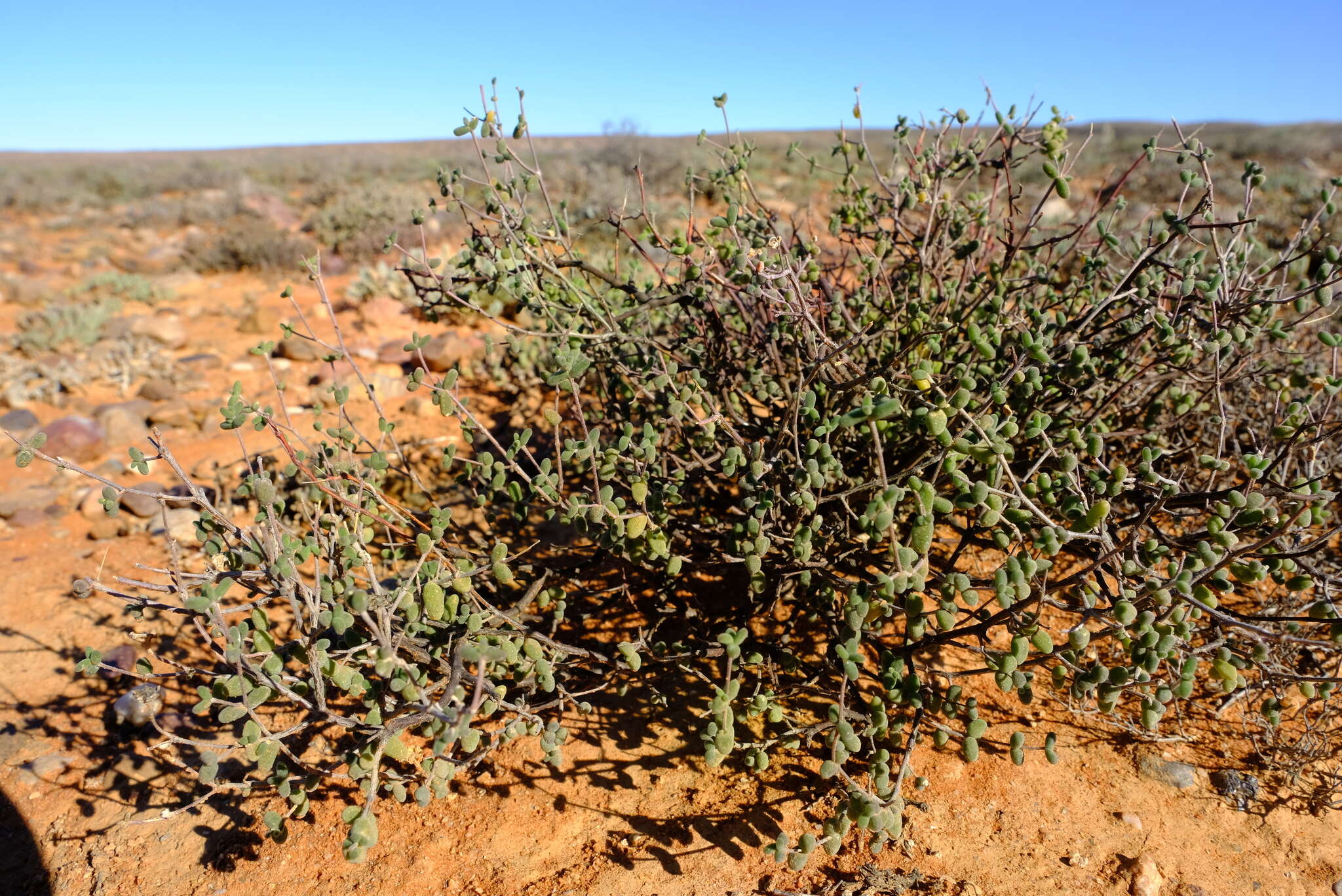 Imagem de Drosanthemum curtophyllum L. Bol.