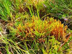 Image of small capsule dung moss