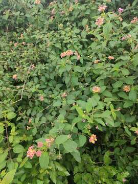 Image of Lantana camara subsp. aculeata (L.) R. W. Sanders