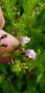 Image of South American Skullcap