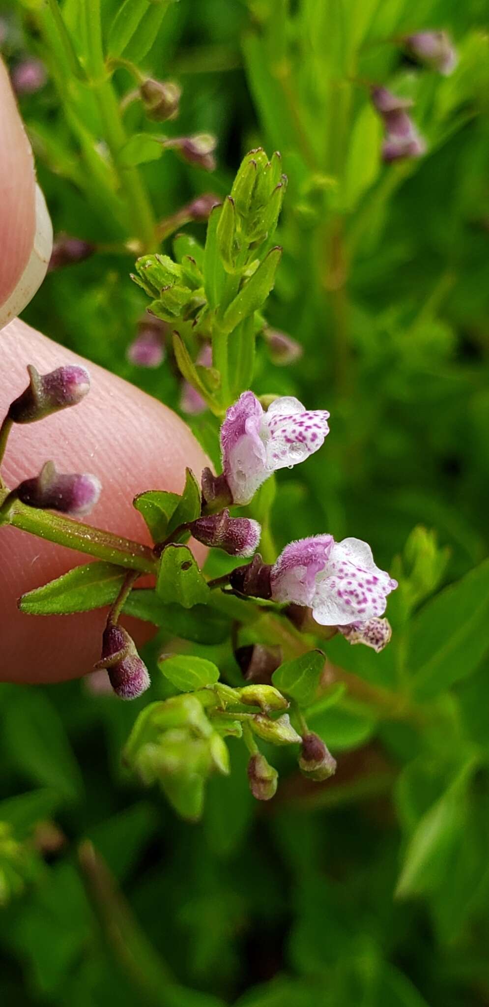 Image of South American Skullcap