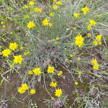 Image of Gutierrezia sericocarpa (A. Gray) M. A. Lane