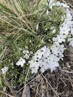 Image of Missoula phlox