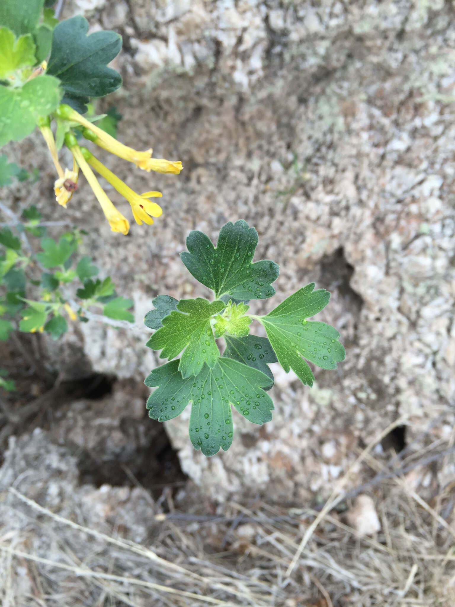 Image of golden currant