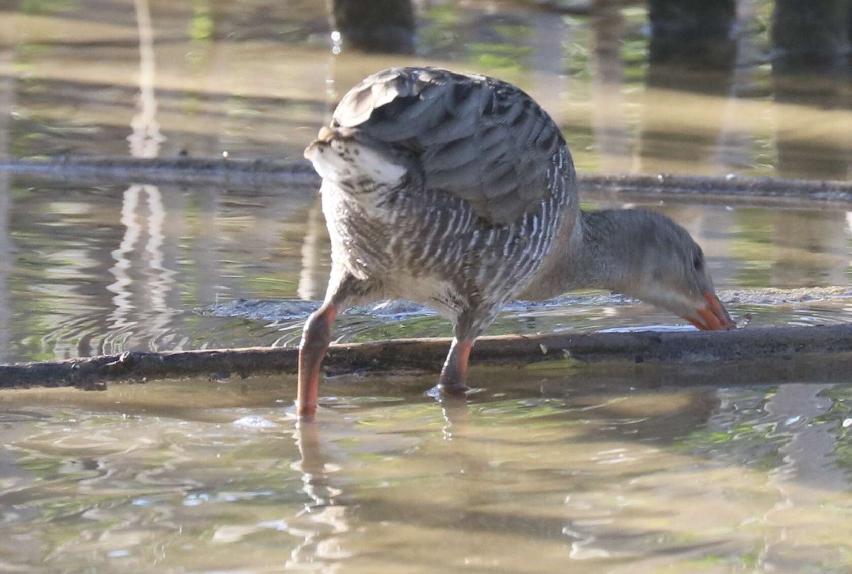 Image of Mangrove Rail