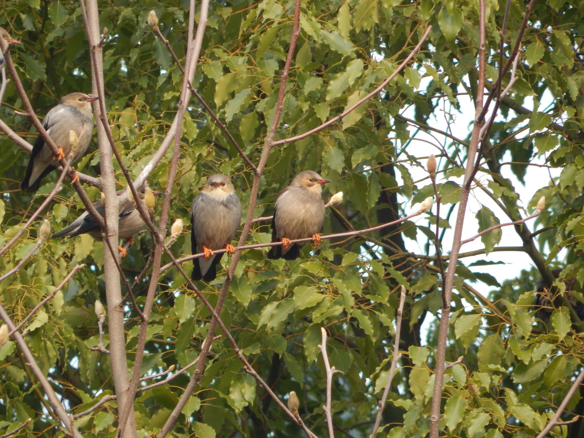 Image of Red-billed Starling