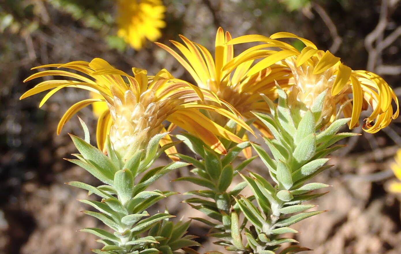 Image of Oedera calycina (L. fil.) N. G. Bergh