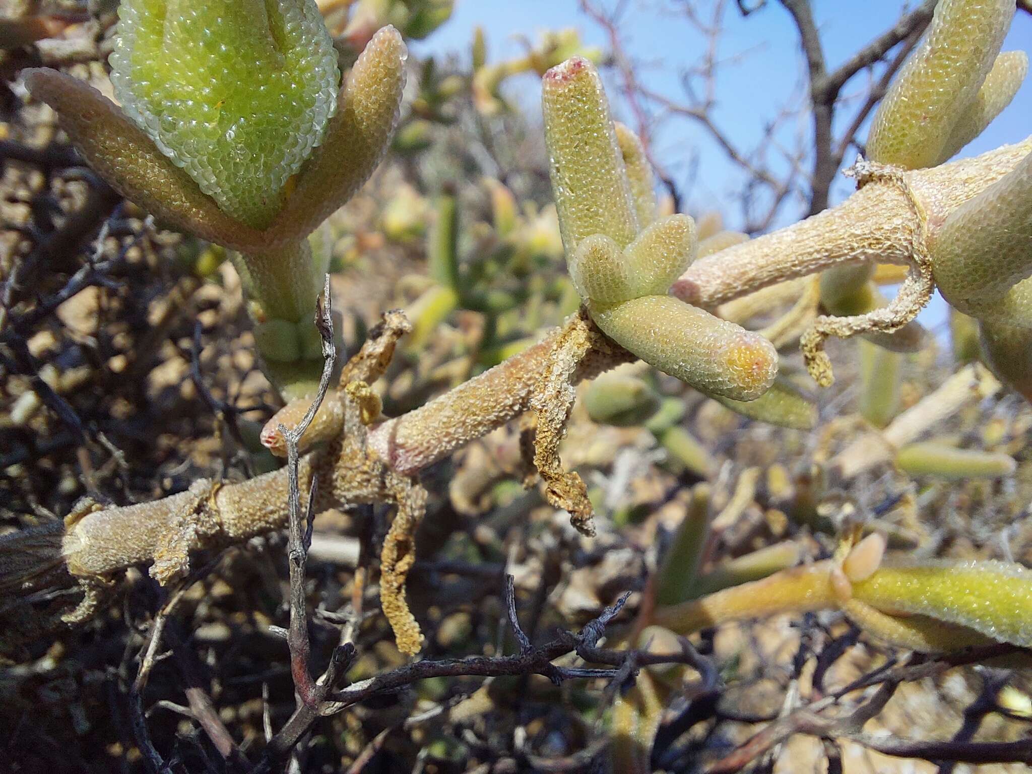 Mesembryanthemum nitidum Haw.的圖片