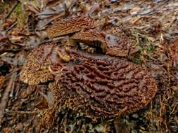 Image of Cortinarius ursus Soop 2001