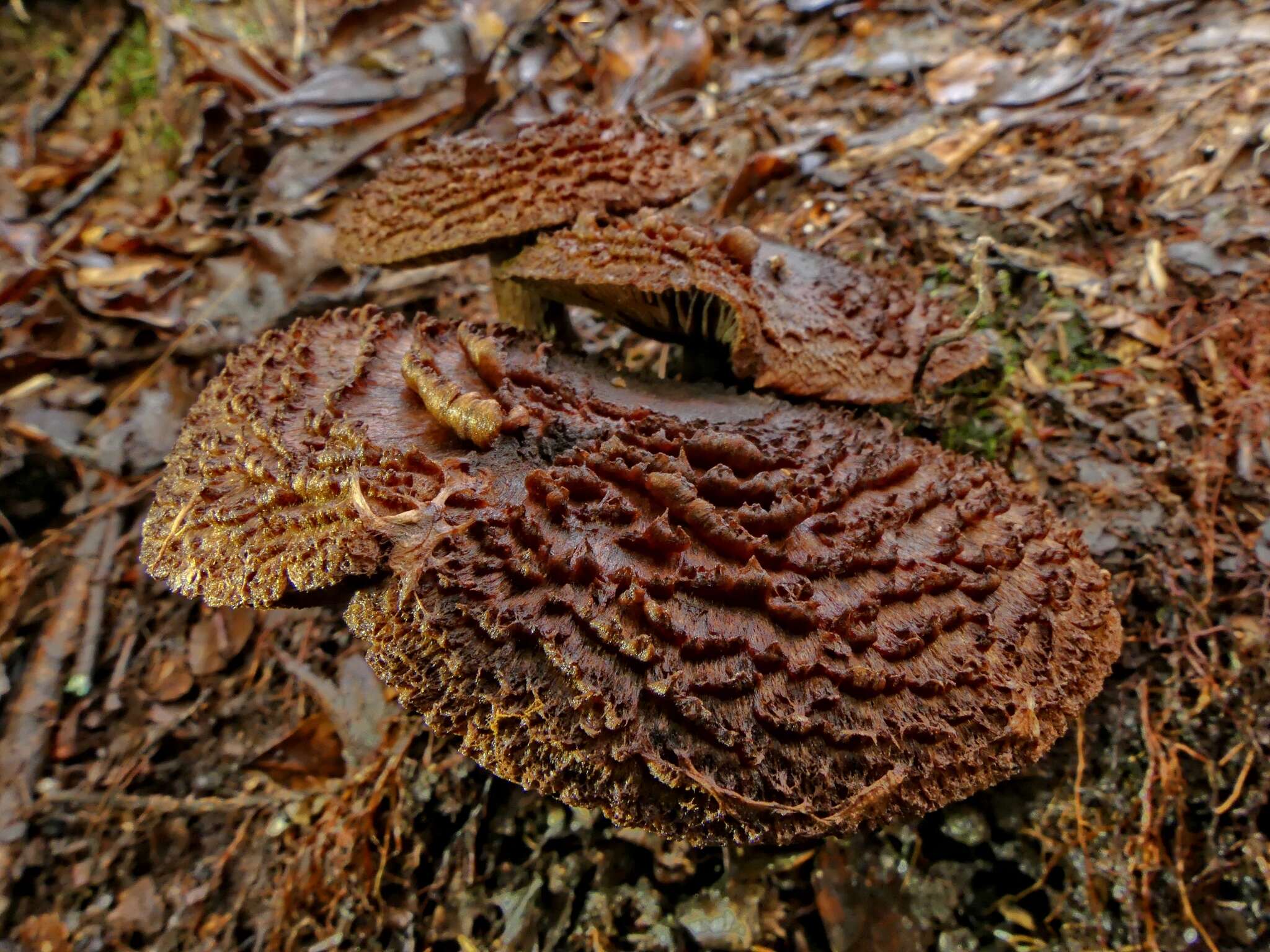 Image of Cortinarius ursus Soop 2001