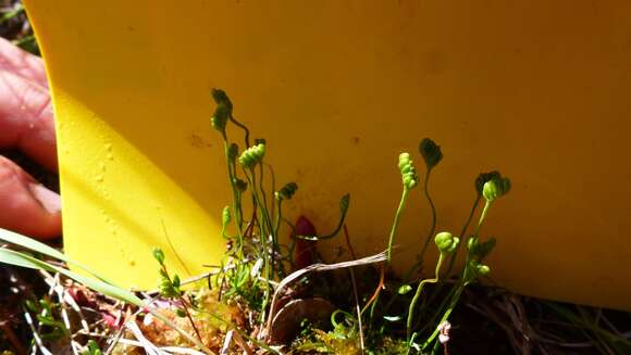 Image of little curlygrass fern