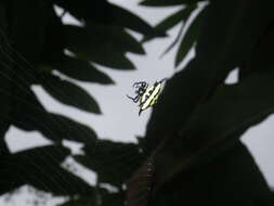 Image of Gasteracantha rhomboidea madagascariensis Vinson 1863