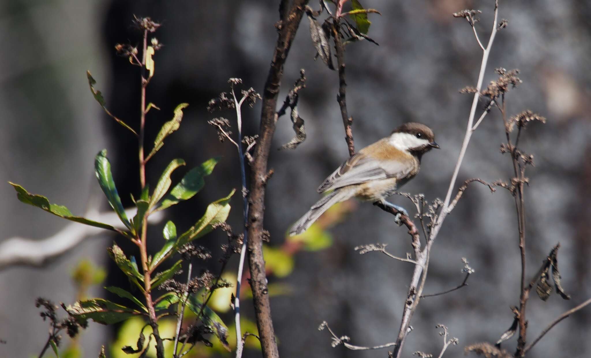 Image of Chestnut-backed Chickadee