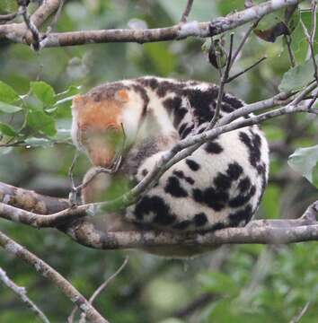 Imagem de Spilocuscus papuensis (Desmarest 1822)