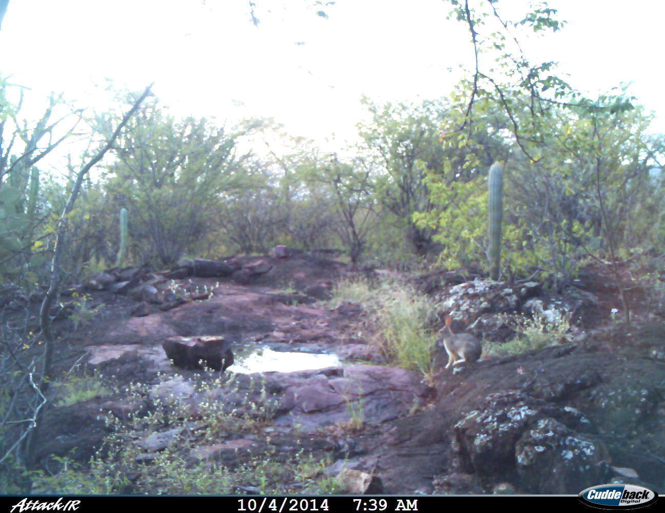 Image of Mexican Cottontail