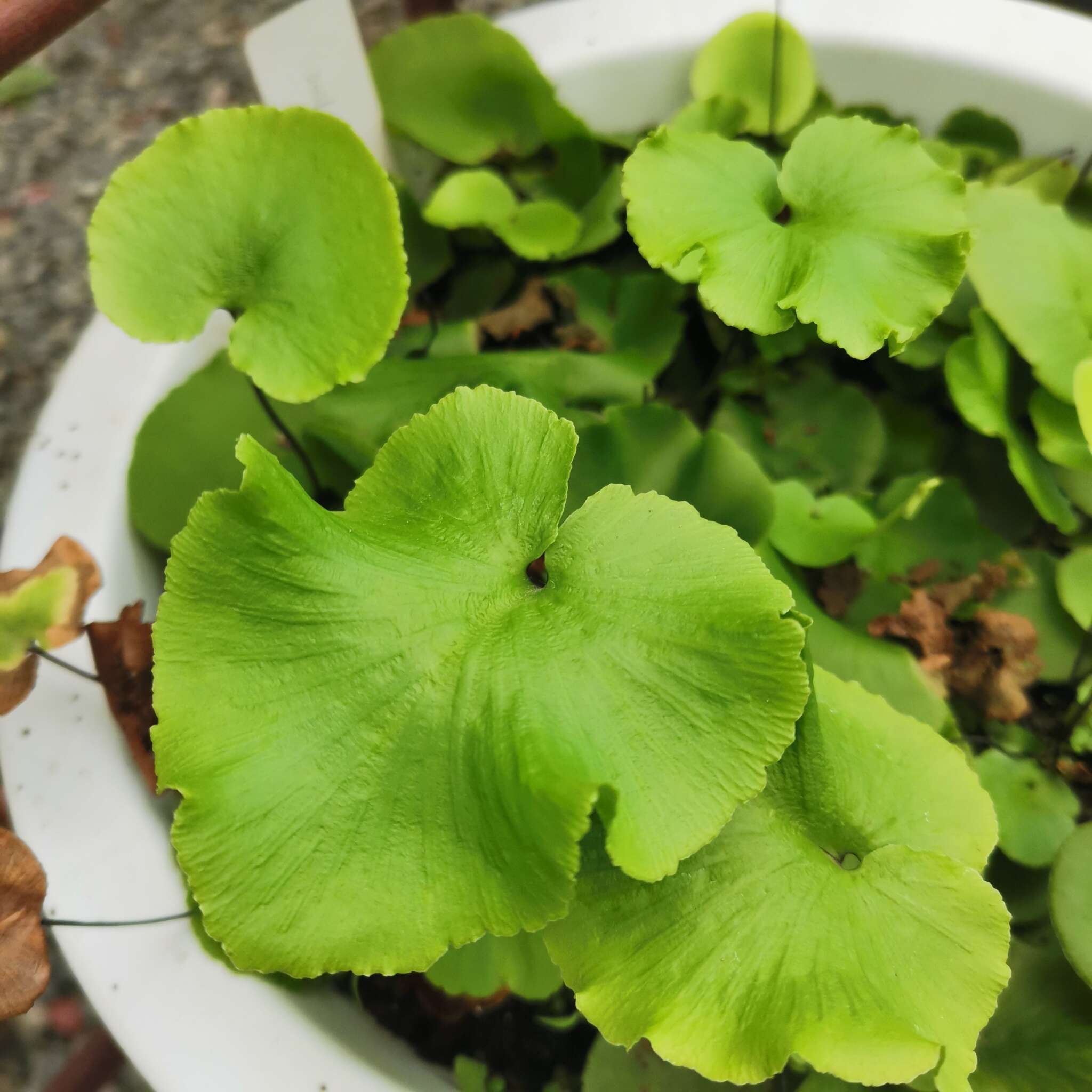 Image de Asplenium delavayi (Franch.) Copel.