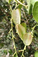 Image of Dioscorea cotinifolia Kunth