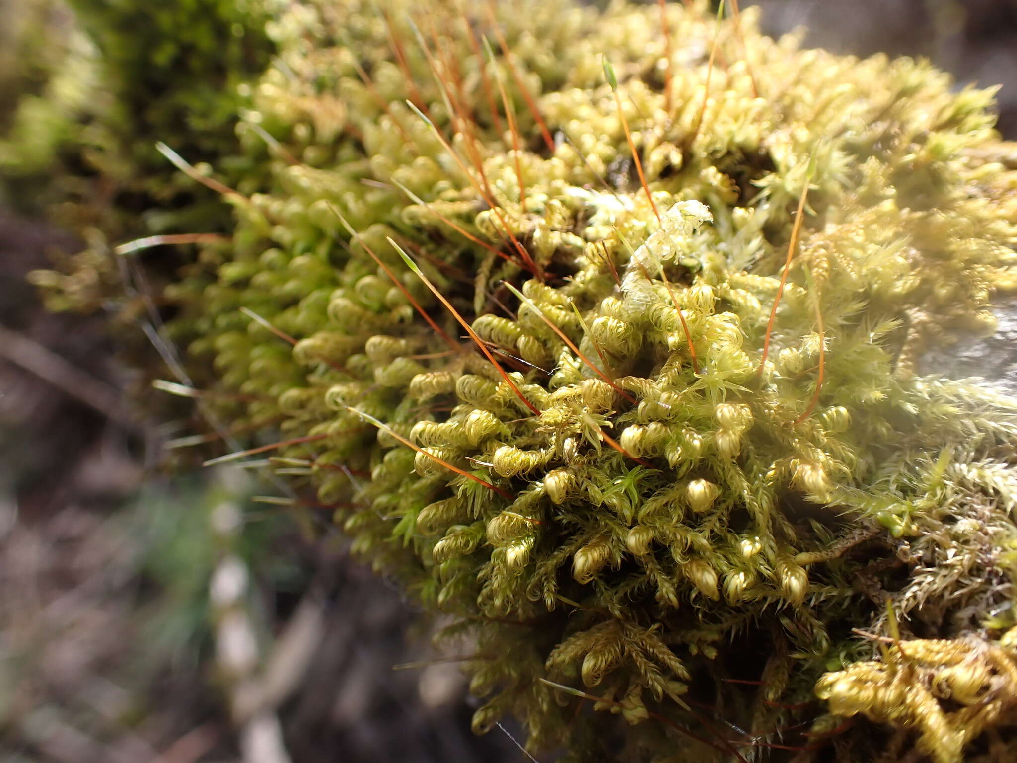 Image de <i>Sanionia uncinata</i> var. <i>symmetrica</i> (Renauld & Cardot) H. A. Crum & L. E. Anderson