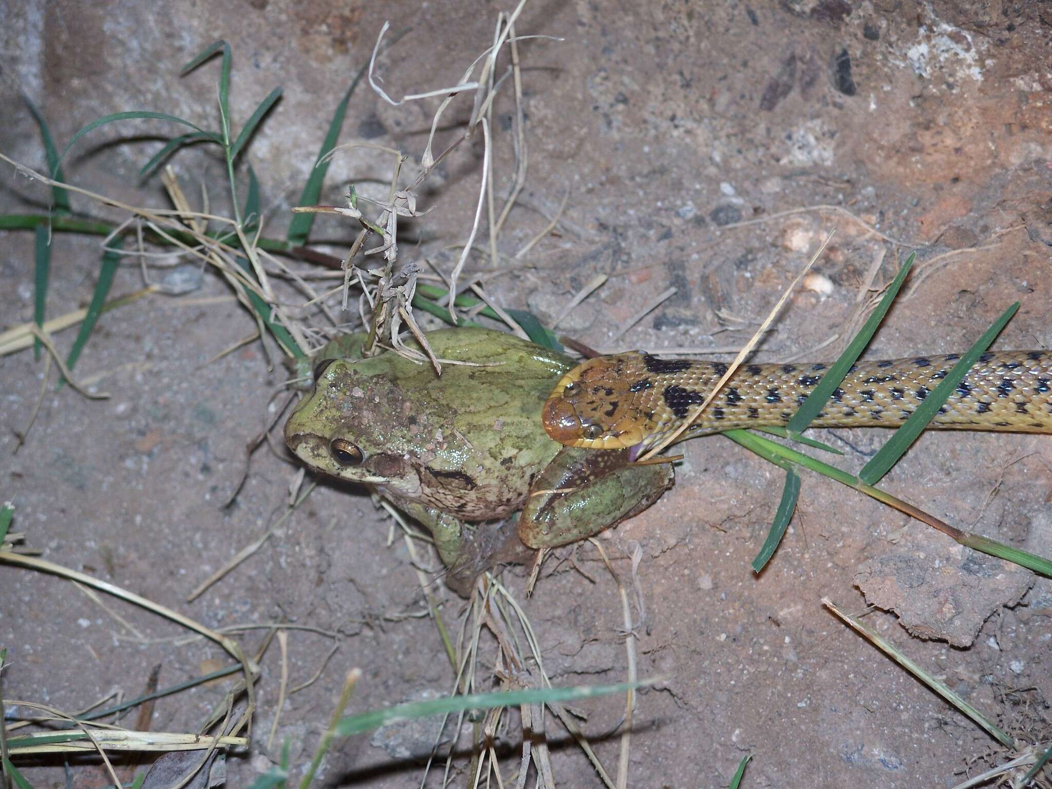 Leptodeira punctata (Peters 1866) resmi