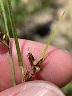 Scleria pauciflora Muhl. ex Willd. resmi