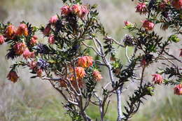 Image of Mountain dahlia